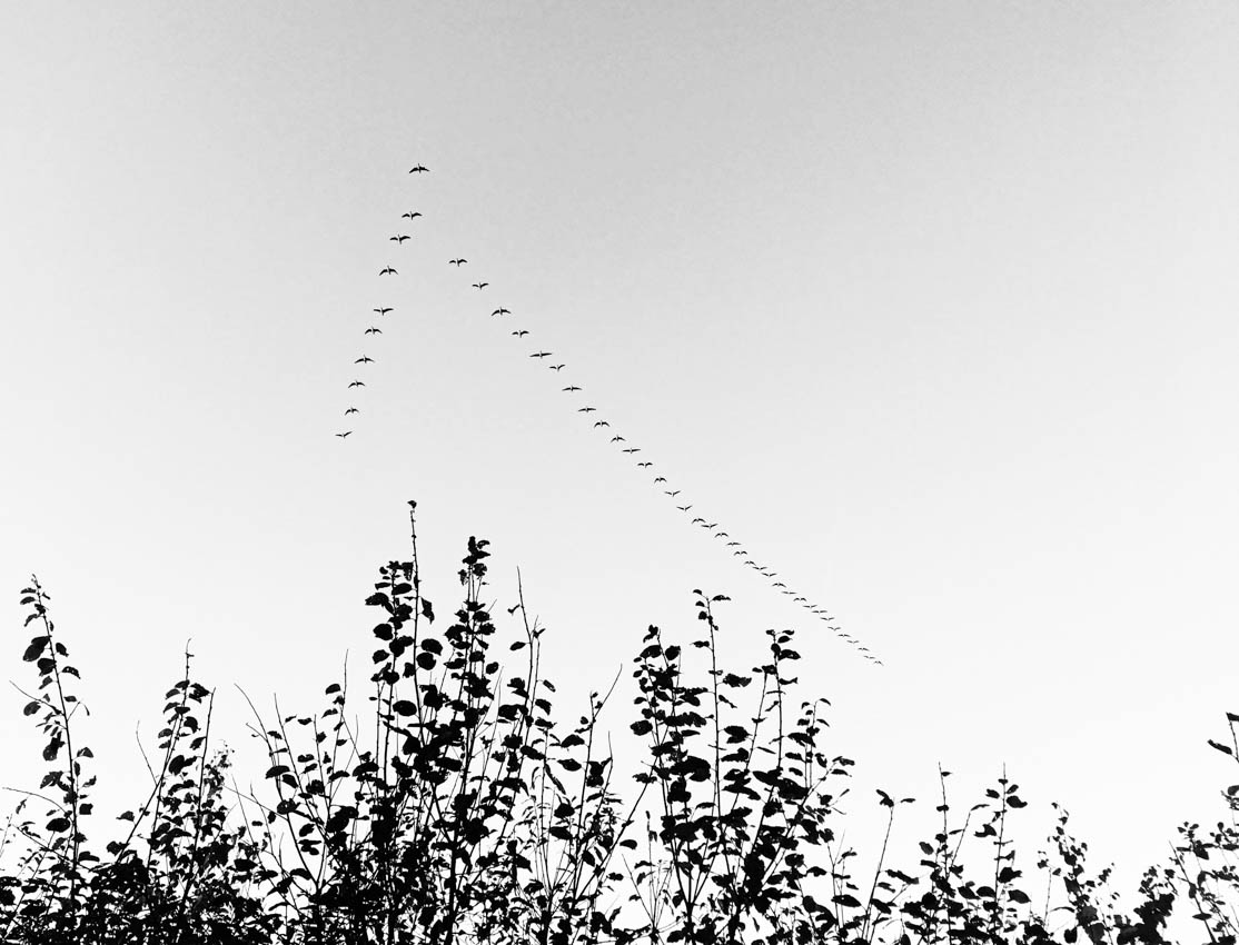 Een foto van de vogeltrek in de herfst.